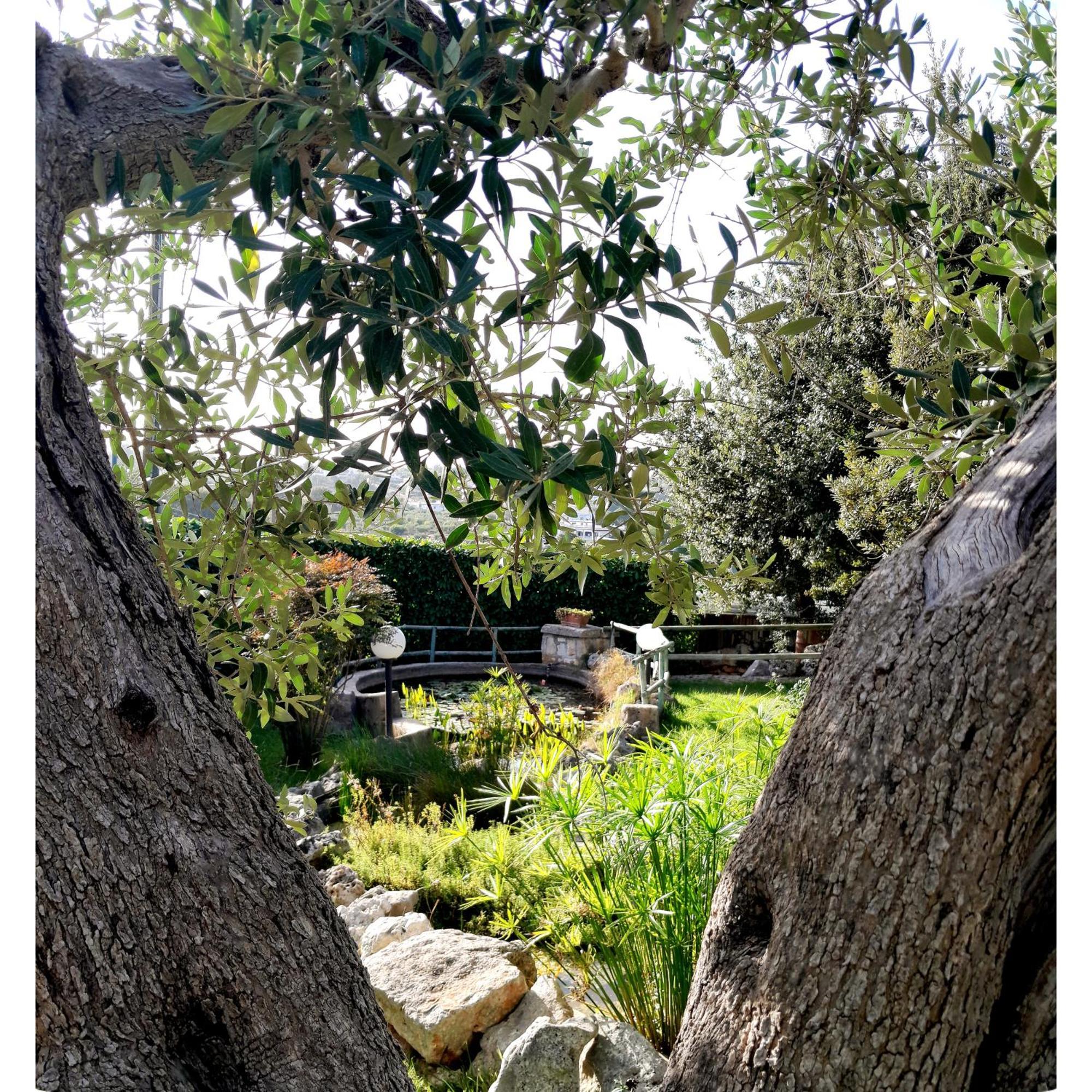 La Rosa Dei Trulli B&B Alberobello Eksteriør bilde