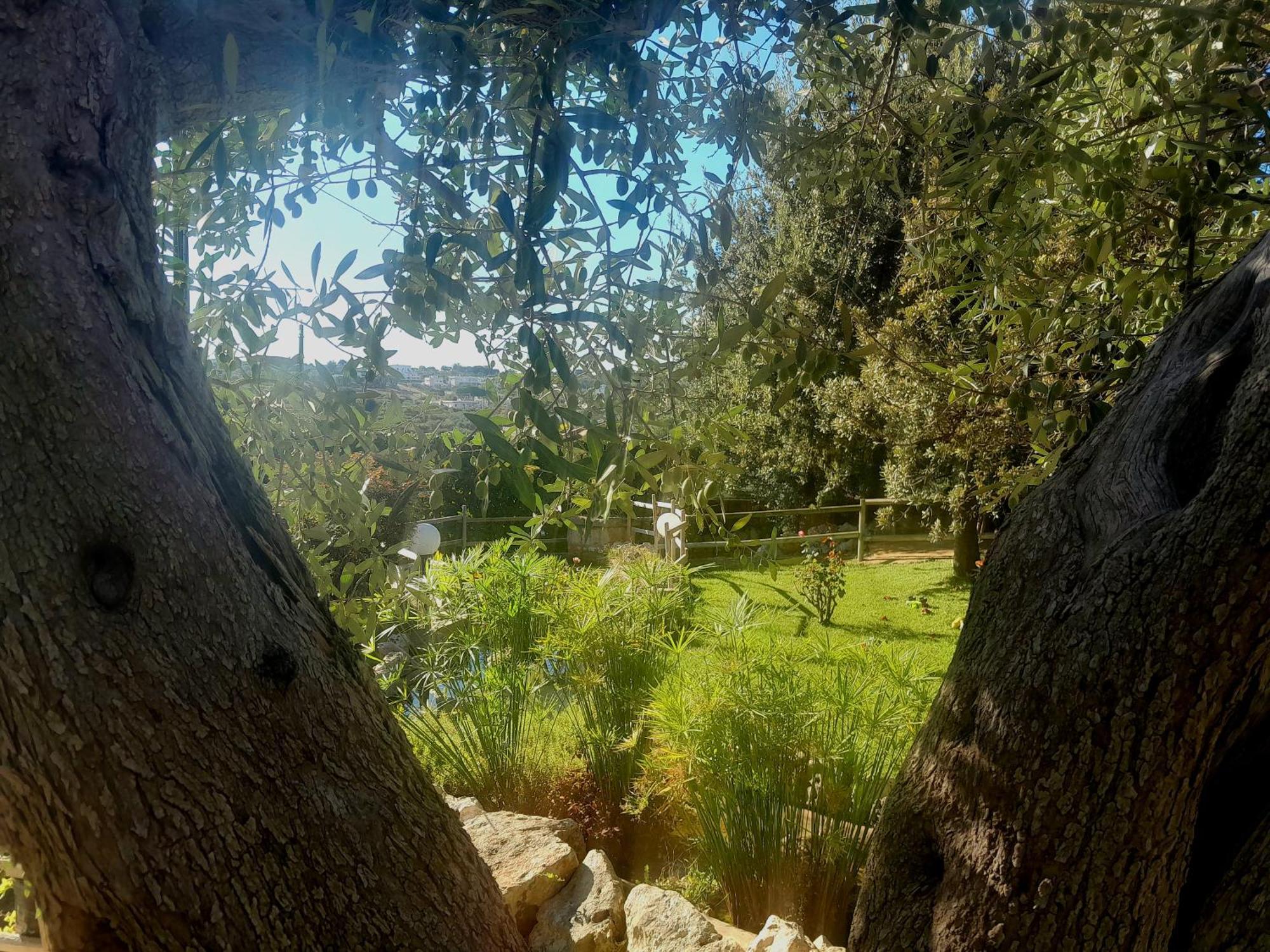 La Rosa Dei Trulli B&B Alberobello Eksteriør bilde