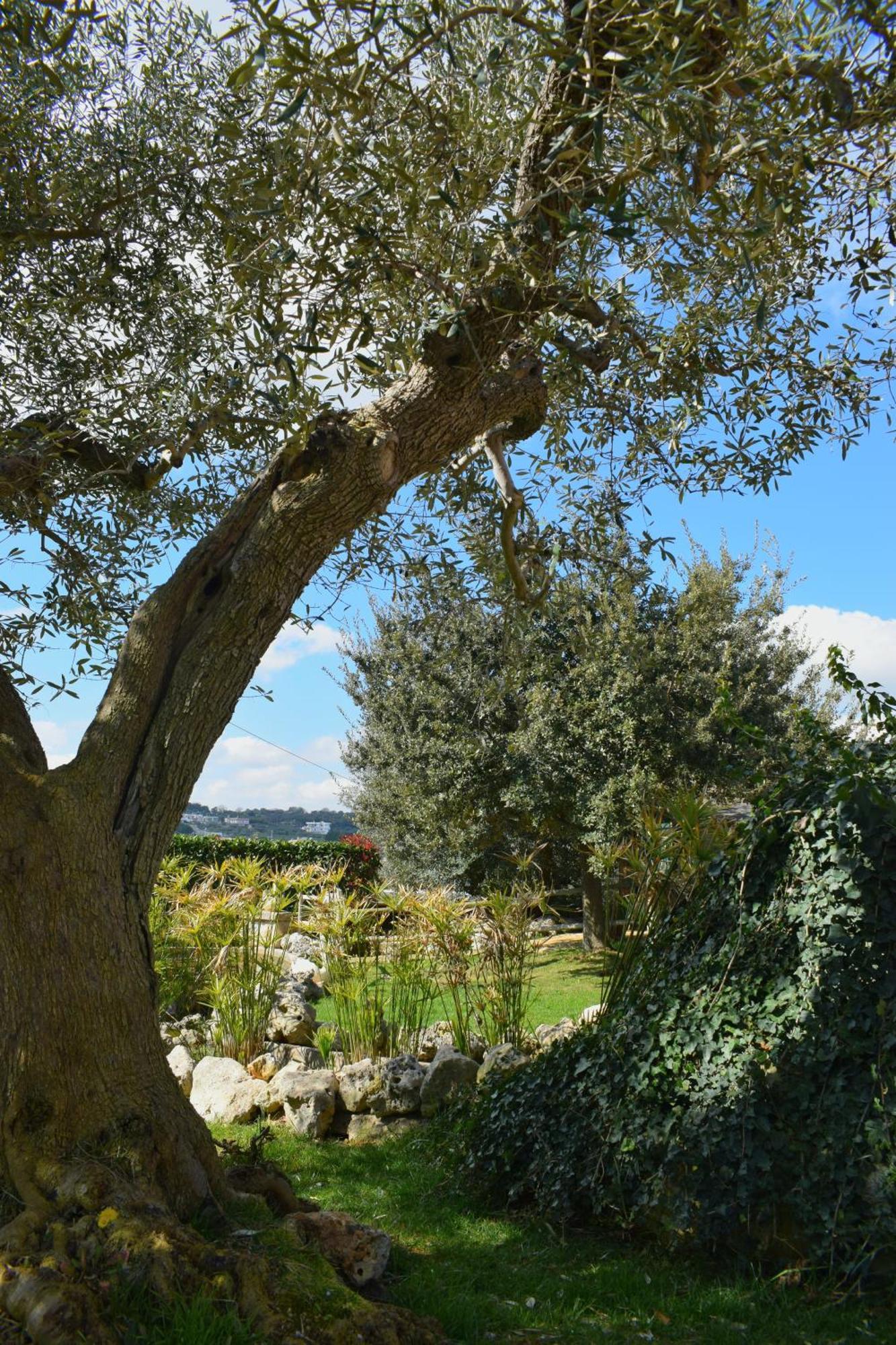 La Rosa Dei Trulli B&B Alberobello Eksteriør bilde
